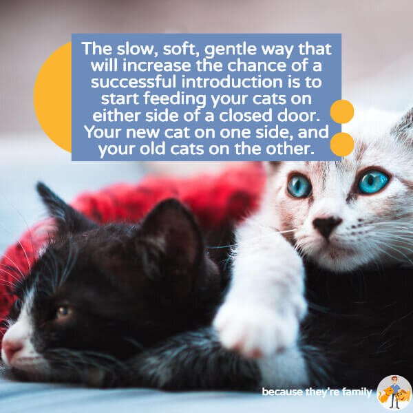 Slow introduction sale cats